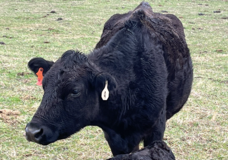 House GOP Wants to Block Rule Requiring Electronic Trackers in Cattle